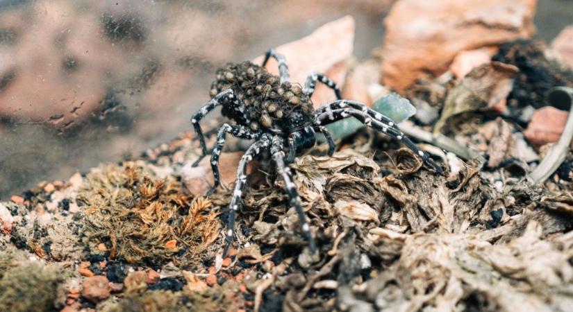 Súlyosan veszélyeztetett farkaspókok születtek Budapesten