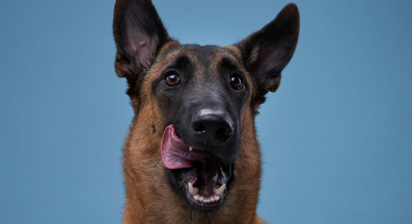 Mit jelent, ha a kutyád nyalogatja a száját „indokolatlanul”? 9 gyakori kiváltó
