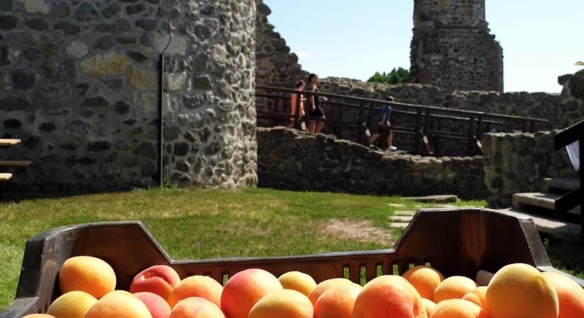 Baracknap és Borudvar a Kisnánai várban 2026