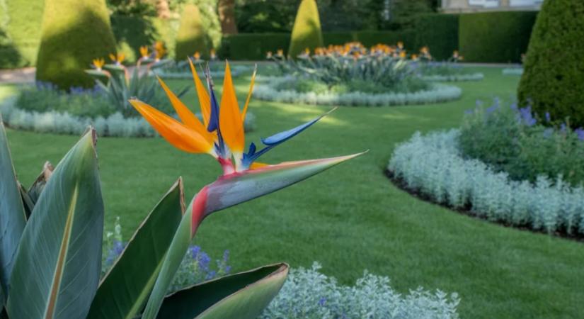 Mintha élő madarak lennének – ezekért a virágokért rajonganak most a kerttervezők