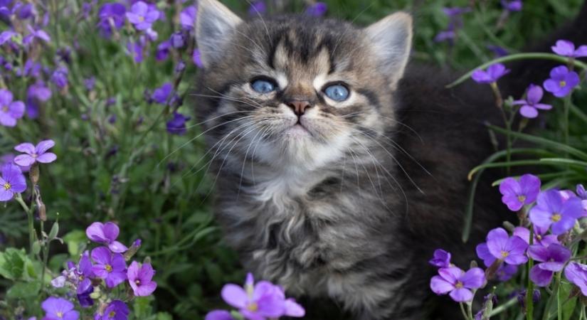 Így tarthatod távol a cicádat a virágágyástól: módszerek, amik segítenek megvédeni a virágaidat