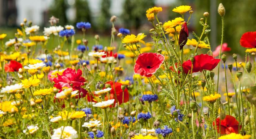 Meglepetéssel érkezik az időjárás vagy nyugodtan folytatódik?