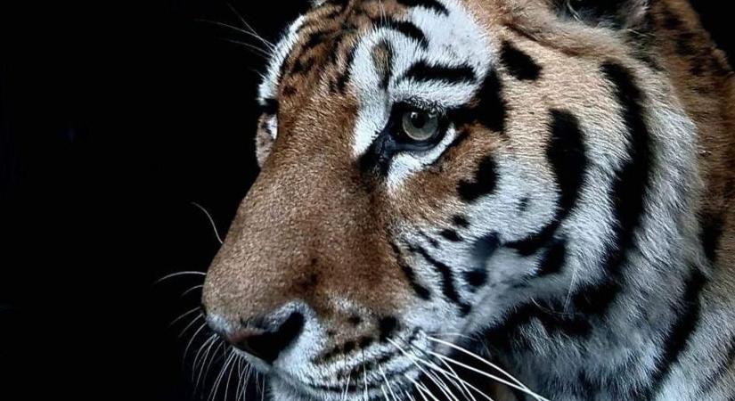 Üres lett a kifutó: elpusztult a Szegedi Vadaspark 21 éves szibériai tigrise