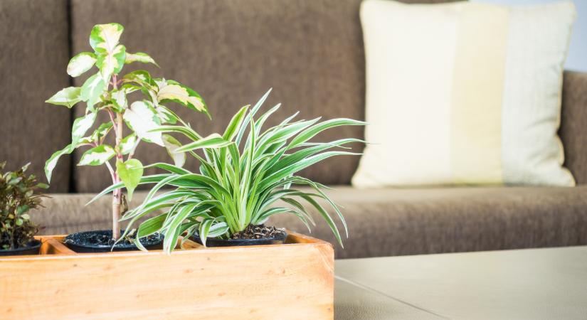 Gazdaggá válik a Feng Shui szerint, ha ilyen növény kerül a nappaliba