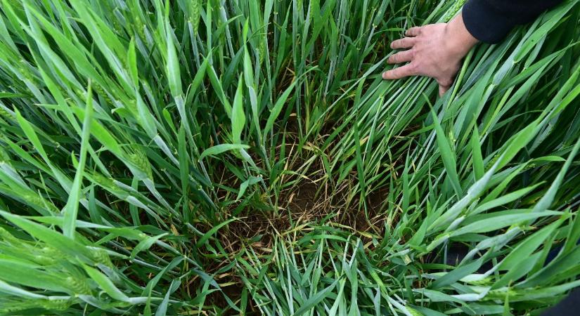 A technológia működik, ha ismered a növényeidet