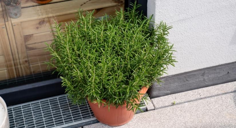 Szerencse és védelem: ezt nyújtja a bejárati ajtó fölé akasztott rozmaring?