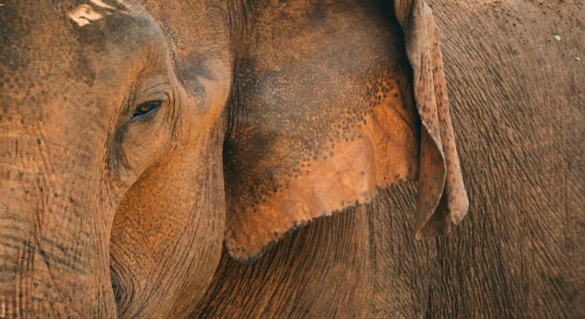 17 éves diáklányt ölt meg egy elefánt