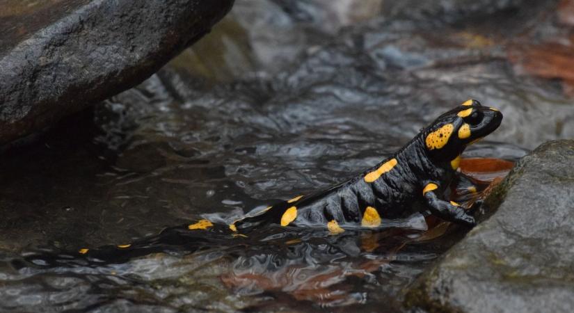 Március 3. a Vadvilág világnapja - Vármegyénk igazi kincsesbánya a természet, az állatvilág szerelmesei számára