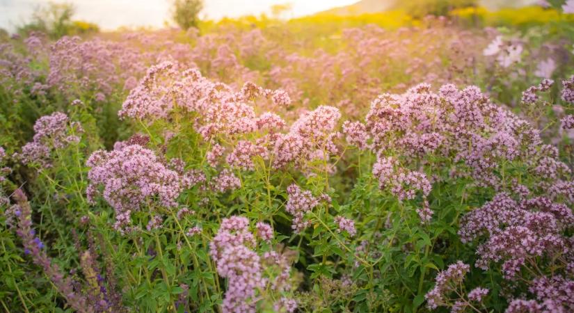Gyógytea, borogatás, öblögetés: ha 10-ből 8 gyógynövényt felismersz, jól értesz hozzájuk