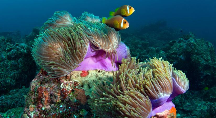 Jogunk van a fenntarthatatlan élethez, de már nemcsak az unokáink életével, hanem a saját nyugdíjaséveinkkel is játszunk