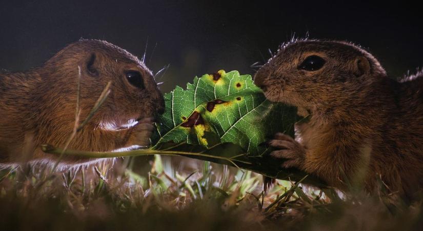 Cuki ürgék, ahogy még nem láthattad őket (fotók, videó)