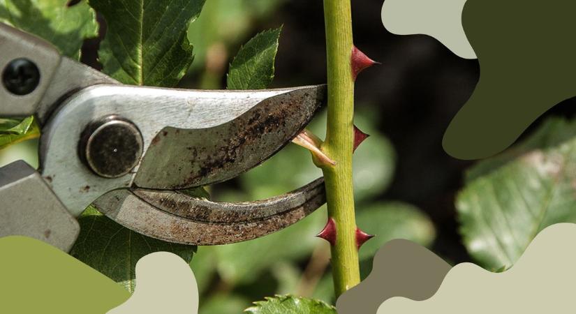 Metszésre fel! A tavasz eleje a rózsák karbantartásának legjobb ideje