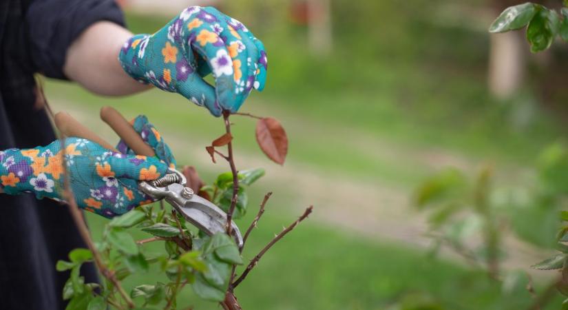 Rózsa metszése: ez a hiba az egész évre kihathat