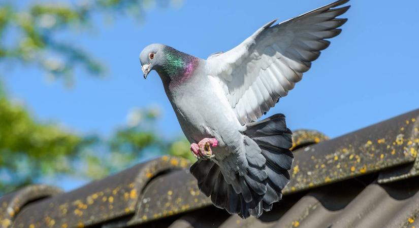 Galambmentesítési program indul Egerben