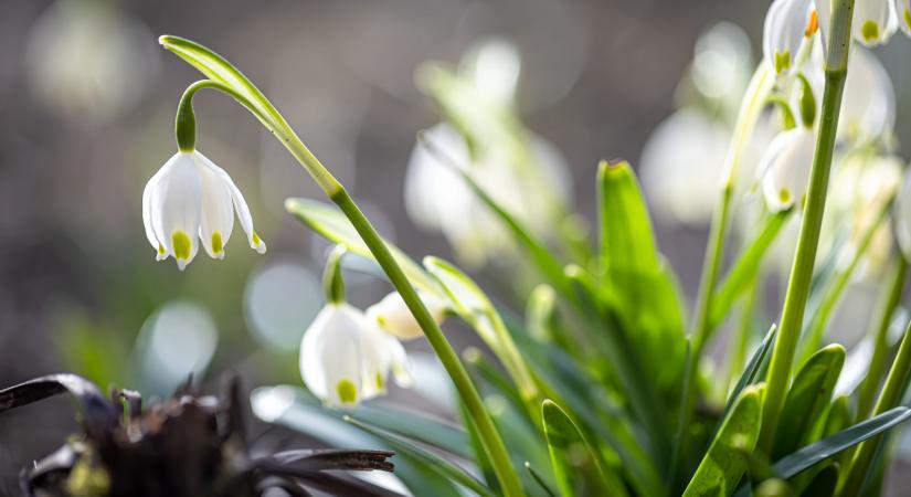 Nagyon enyhe volt a február