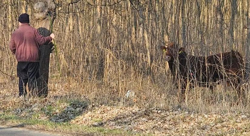 Elszabadult bika miatt hívták a rendőröket Nagylócon, az állat egy gyereknek is nekiment – képek