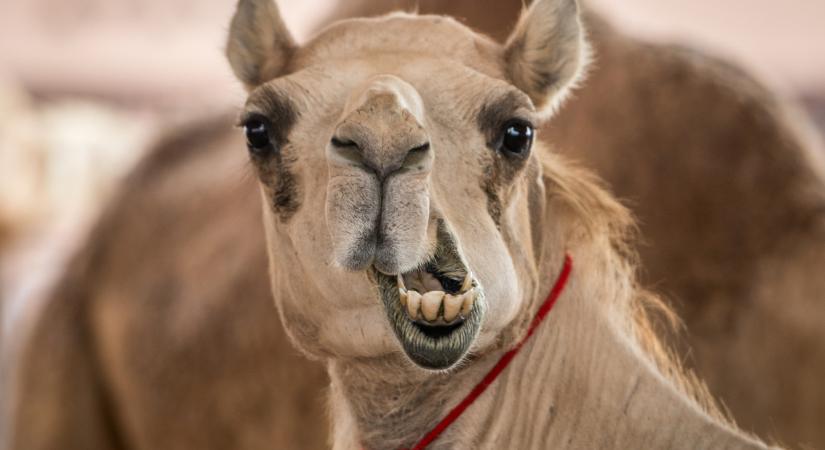 Közel-keleti háború: felfüggeszti az IBUSZ ománi charter járatait: mi lesz a lefoglalt utakkal?