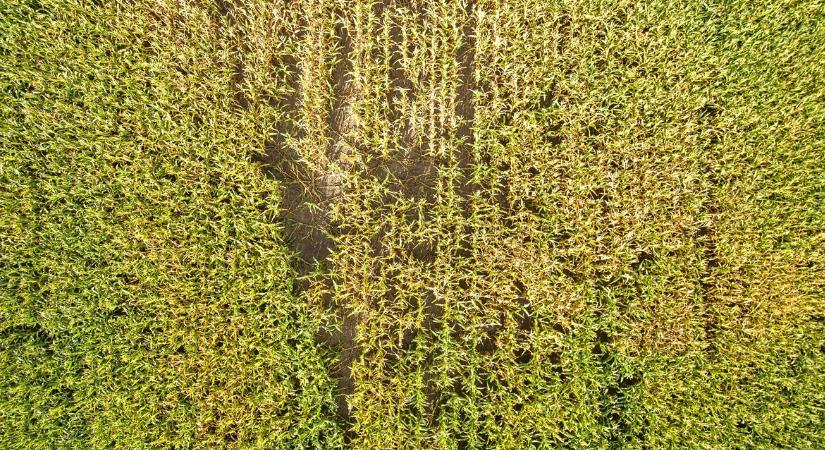 Ketyeg az óra: mindössze 5 napja van a gazdának, ha észleli a vadkárt