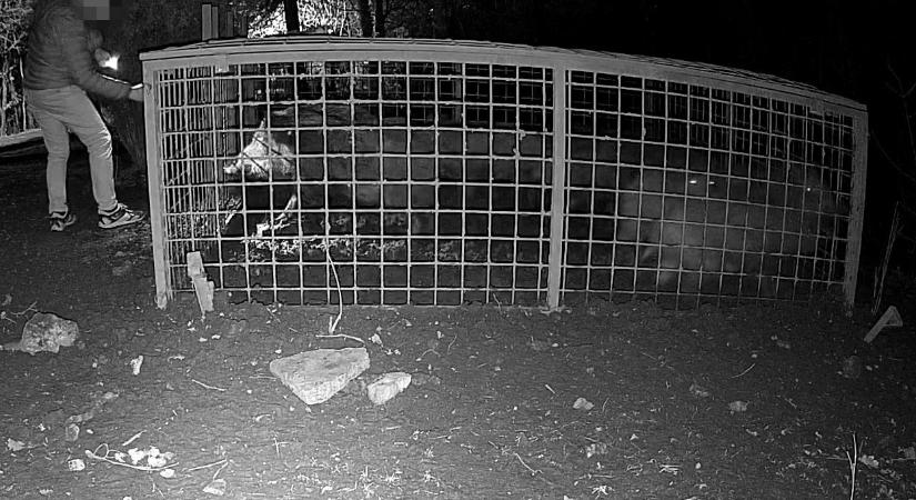 Feljelentést tesz a XII. kerület, miután ismeretlen személyek elfogott vaddisznókat szabadítottak ki