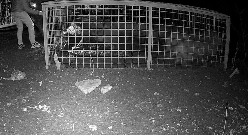 Valaki szabadon engedett 10 vaddisznót a 12. kerületi önkormányzat által felállított csapdából