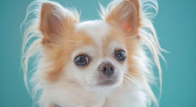 Demi Moore kinozza a csivaváját