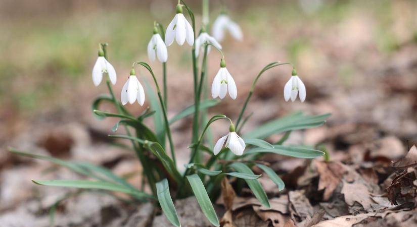 Ez már tényleg a tavasz – így alakul az időjárás Pécs és környékén