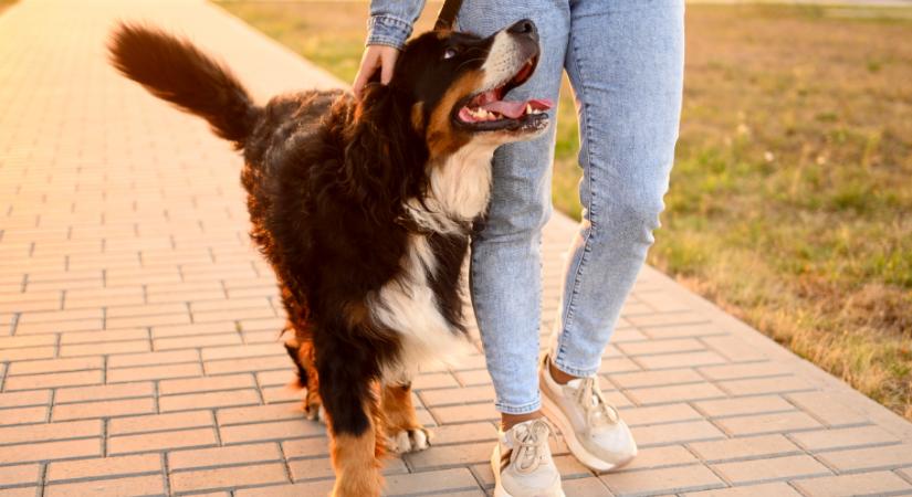 10 ezer lépés: hány kalóriát égetsz el valójában? – fitneszszakértők elárulják az igazságot