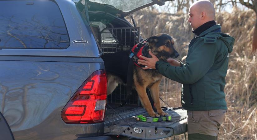 Kimutatták: mérgezettek voltak a Rétközben talált élettelen testek – fotókkal, videóval