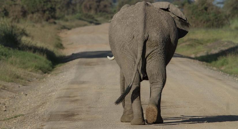 Magyar professzor esett áldozatul a Srí Lanka-i elefánttámadásnak