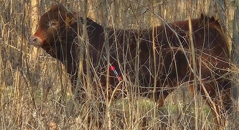 Ilyen bizarr balesetről is ritkán hallani: bika öklelte fel a gyereket, de egy egész autósor is pórul járt