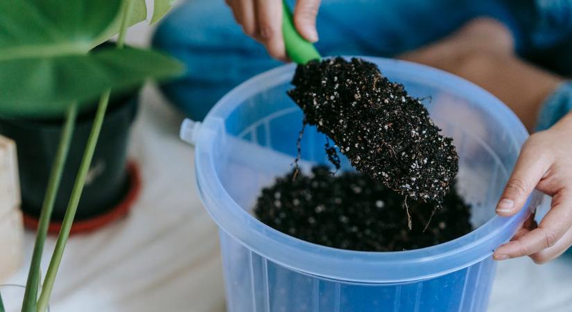 Aprópénz a virágföldbe – segít a szobanövényeknek ez a furcsa szokás?