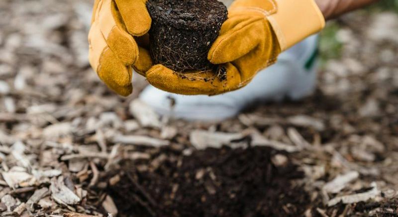 1000 növény egy nap alatt: Miyawaki minierdő született Veszprémben