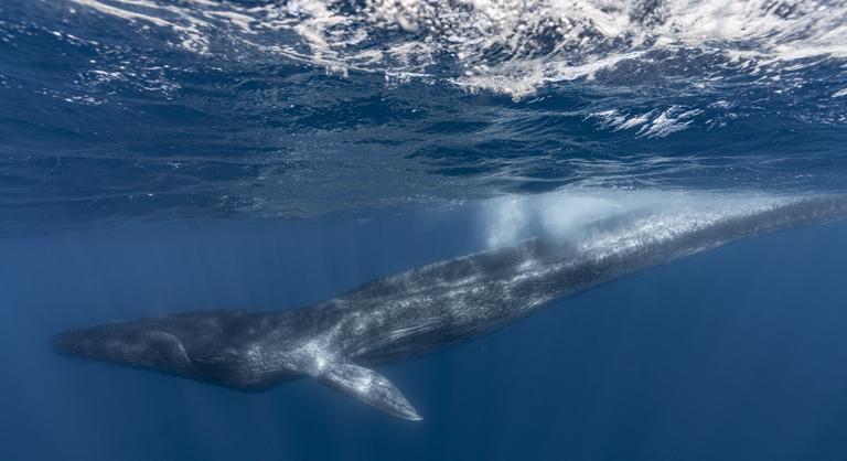 Olyan fajok kihalásához vezet a bálnahullás, amelyek létezéséről eddig nem is tudtunk
