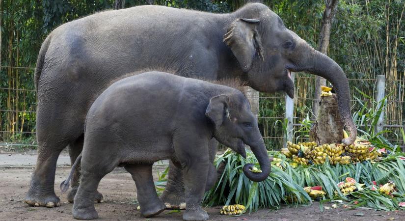 Kiderült, ki volt a Srí Lanka-í elefánttámadás magyar áldozata