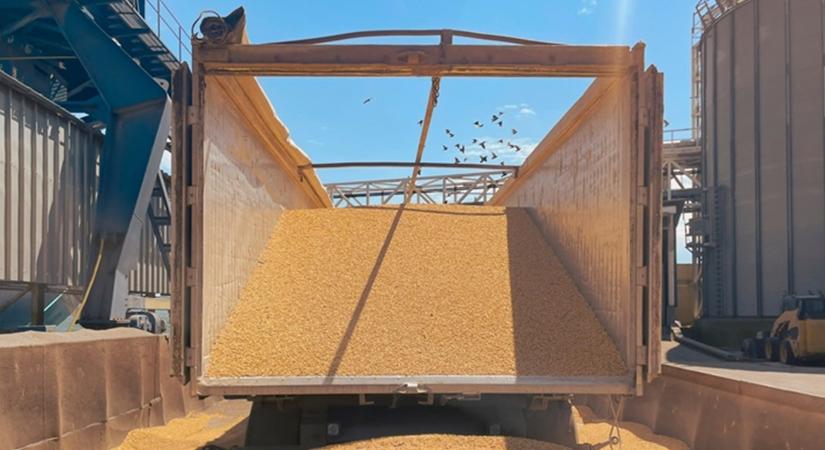 Soha nem látott importrobbanás: közel 300 százalékkal több kukorica érkezett külföldről