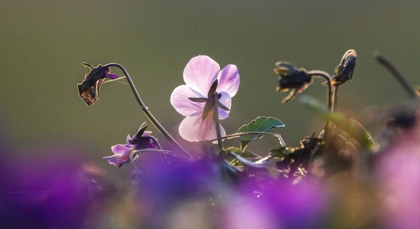 Hajnalban párás, délután tavaszias idő érkezik szerdán