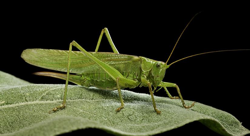 Sokan nem tudják: ezt jelenti spirituálisan, ha tücsök ciripel körülötted