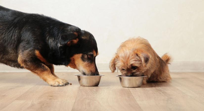 Nagy kutyaszalámi mustra - Ezek a termékek a legjobbak?