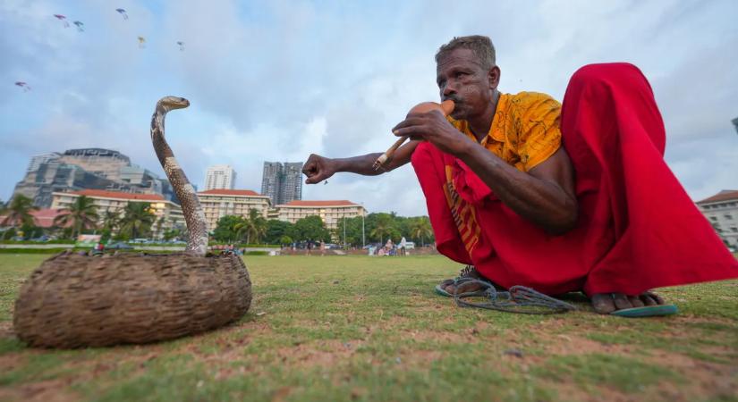 Tényleg zenére táncol a kobra? – lehull a lepel a kígyóbűvölők titkáról