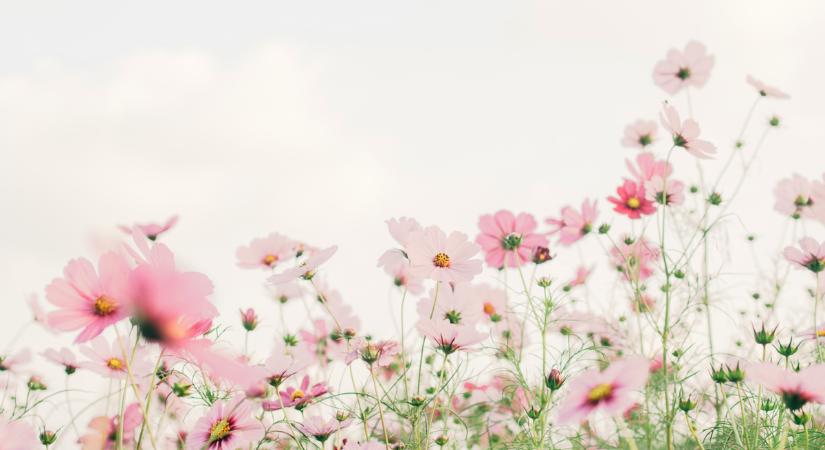 Mindenki erre várt: végre itt az igazi tavaszias időjárás, erre lehet számítani