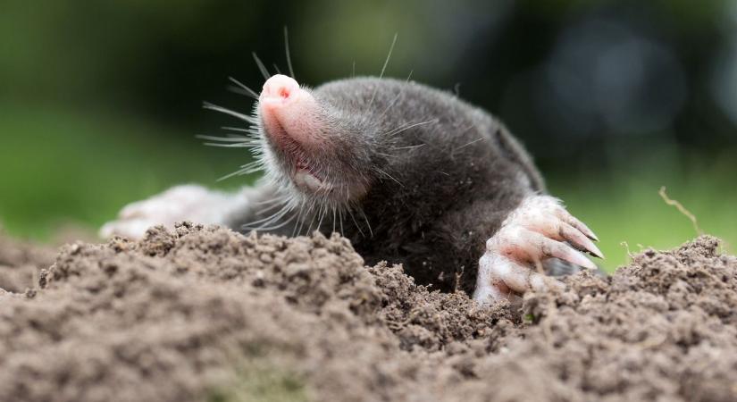 Túrásnak látszik, de valójában ez egy igazi háború: vakond vagy pocok pusztítja a somogyi kerteket?