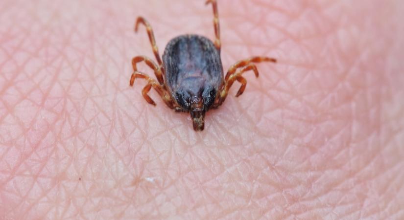 Vigyázz! Ha ezek a növények vannak a kertedben, tele lesz kullanccsal!