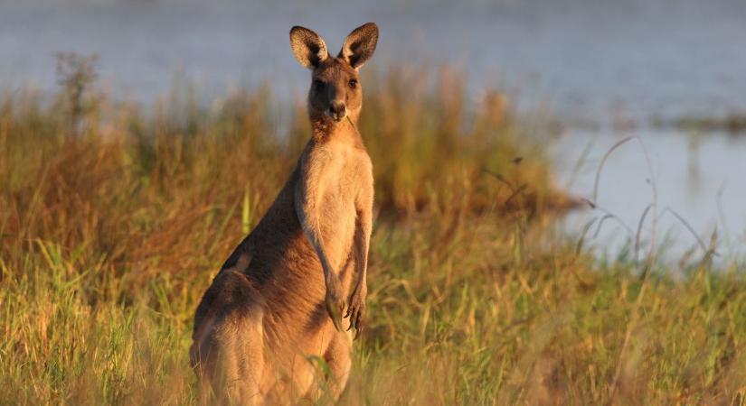 Bottal próbálta elűzni a kengurut, ő húzta a rövidebbet