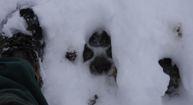 Bepillantást nyertek a bükki farkasok mindennapjaiba