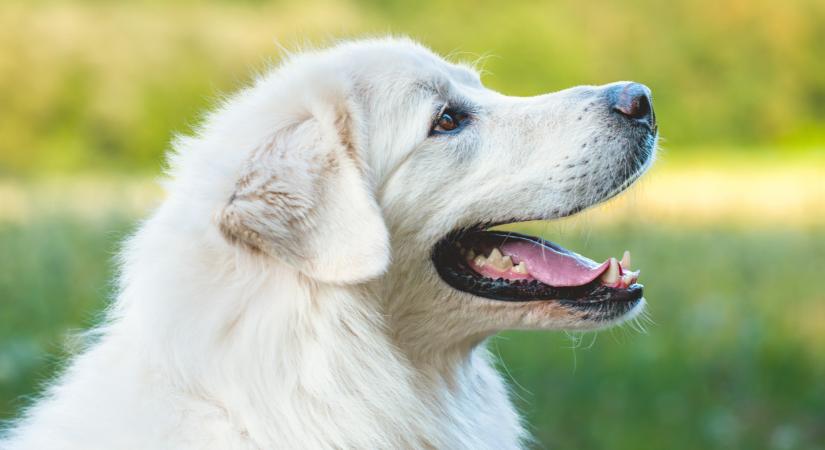 Te is kutyaszalámival eteted a kedvenced? Akkor erről tudnod kell