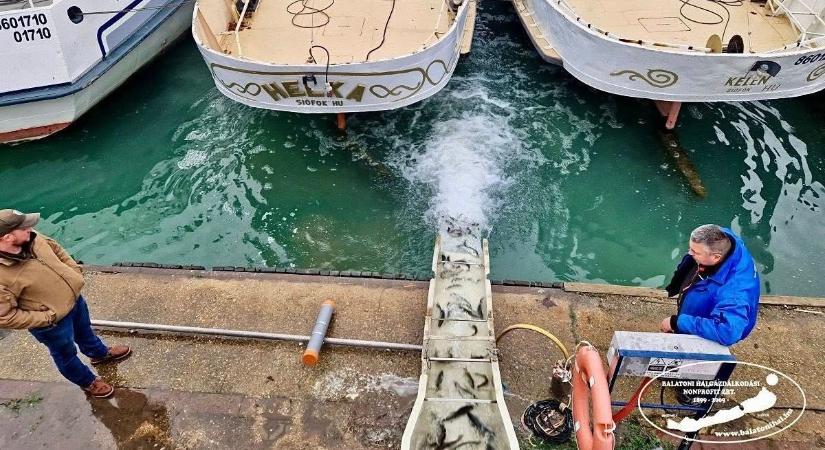 135 fuvar, 300 tonna ponty – Így árasztották el hallal a Balatont 2025-ben (videó)