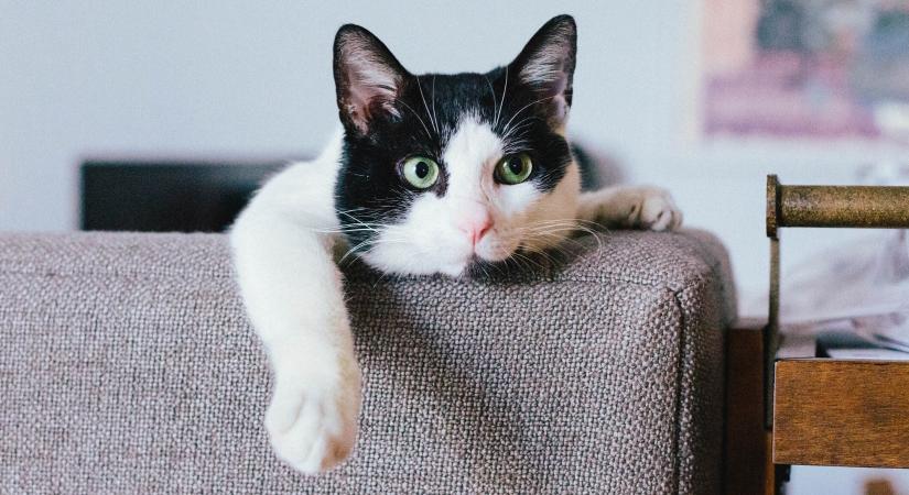 A lakásban tartott macskáknál nagyobb eséllyel jelentkezik ez az egészségügyi probléma
