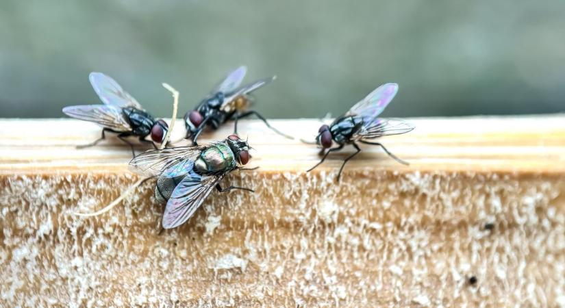 Rajzanak a legyek Szombathelyen! Tényleg mindenhol ott vannak?