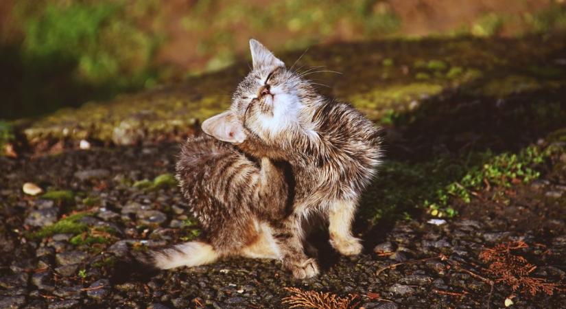 Így hódítanak a falu macskái!