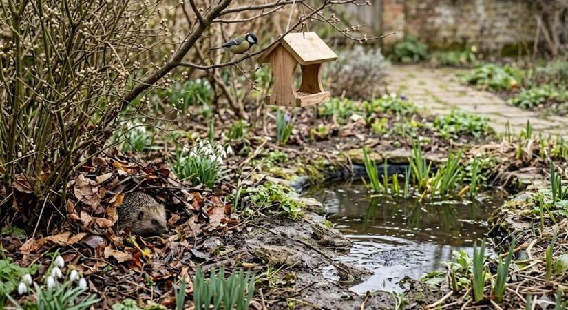 Madarak, sünök, békák – március eleji kerti ökológia